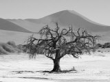 Sand Dunes of Sossusvlei  Namib Desert  Namibia