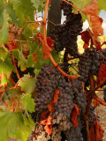Vineyards  Tuscany  Italy