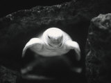 Turtle Without Shell