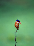 Malachite Kingfisher  Alcedo Cristata Galerita