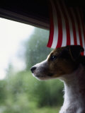 Jack Russell Terrier Near Window with American Flag