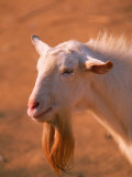 White Goat