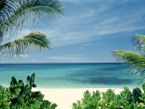 Beach and Palm Trees  Oahu  HI