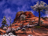 Zion National Park in the Snow  Utah