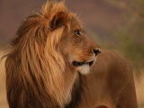 Male Lion  Namibia  South Africa