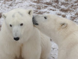 Polar Bears  Churchill  Manitoba