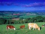 Cows in the Valley  South Wales