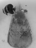 Scuba Diver Near Sunken Ship