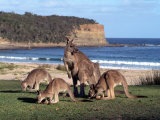 Group of Kangaroos Grazing  Australia
