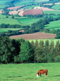 Cows in the Valley  Switzerland