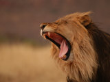 Male Lion Roaring  Namibia  South Africa