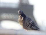 Pigeon at Eiffel Tower  Paris  France