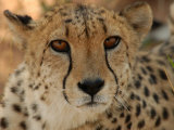 Cheetah - Nambia Africa