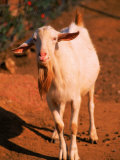 White Goat