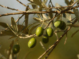Olives  Tuscany  Italy