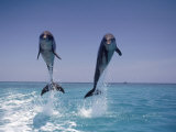 Two Jumping Dolphins