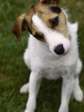 Jack Russell Terrier Sitting in Backyard