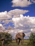 Elephant in Etosha National Park  Namibia