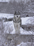 Churchill  Northern Manitoba  Canada in Winter