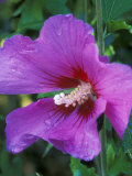 Hibiscus Syriacus  Russian Violet (Rose of Sharon)  with Raindrops