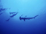 Scalloped Hammerhead Shark  Group  Red Sea