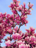 Magnolia Blossoms  Central Park  NY