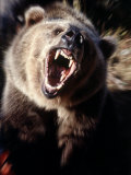 Grizzly Bear Growling
