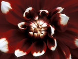 Dahlia  Duet (August)  Close-up of Red & White Flower