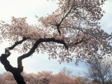 Cherry Tree  Branch Brook Park  NJ