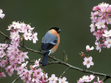 Bullfinch  Pyrrhula Pyrrhula  Male  Feeding on Cherry Blossom  UK