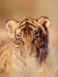 Bengal Tiger Cub  Panthera Tigris