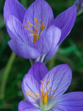 Crocus Speciosus  Cormous Perennial