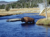 Bison Crossing the Firehole River  WY