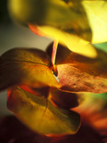 Eucalyptus (Gum Tree  Ironbark)  Close-up of Leaves