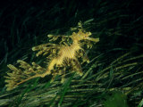 Leafy Seadragon  Edithburgh  South Australia