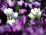 Crocuses  Scotland