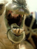 Camel  Mouth  Kenya