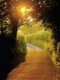 Sunlit Country Lane  Devon  England