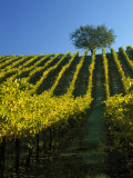 Fall Foliage in Vineyard  Sonoma  CA