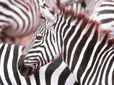 Zebra  Tanzania (Ngorongaro)
