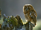 Tawny Owl  Adult Perched on Decaying Birch Stump  Scotland