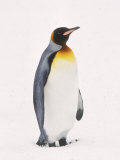 King Penguin  South Georgia Island
