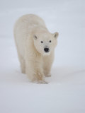 Polar Bear in Churchill Manitoba
