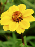 Zinnia Haageana
