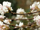 Viburnum Bodnantense