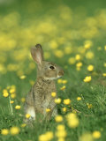 Rabbit  Adult Amongst Buttercups  UK