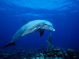 Bottlenose Dolphin  Underwater  Providenciales