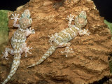 Big Headed Gecko  Male and Female
