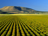 Field of St John's Wort  Oregon