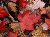 Close-up of Fallen Bright Red Dark Brown and Light Brown Leaves in November